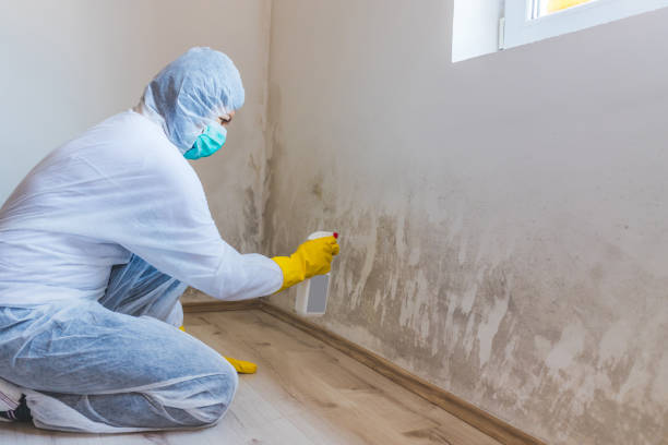 Licensed Mold Testing service in Clarksville, TX - WQB Mold Removal